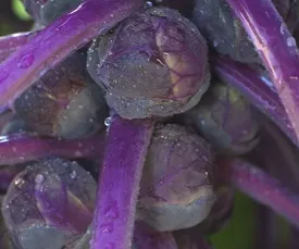 Brussels Sprouts - Redarling Hybrid (Seeds)