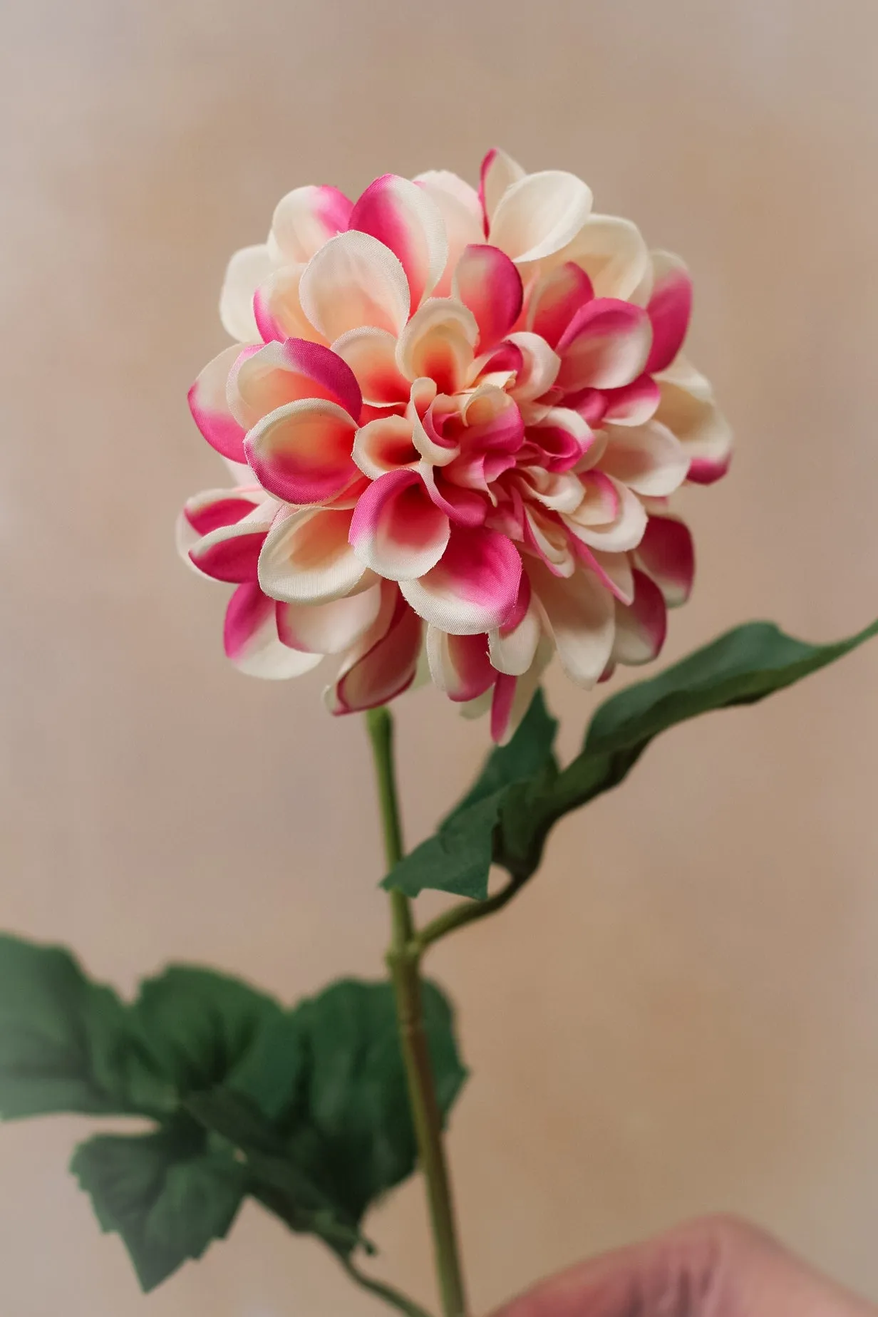 Faux Raspberry Ripple Dahlia Stem